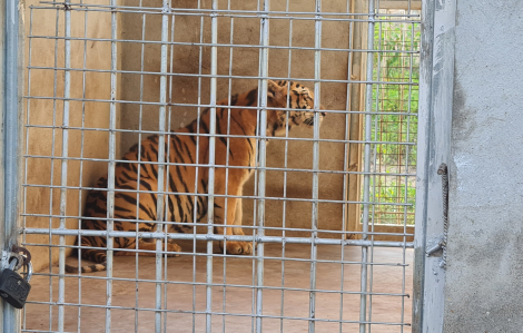 Khởi tố, bắt giam người nuôi 14 con hổ trong tầng hầm
