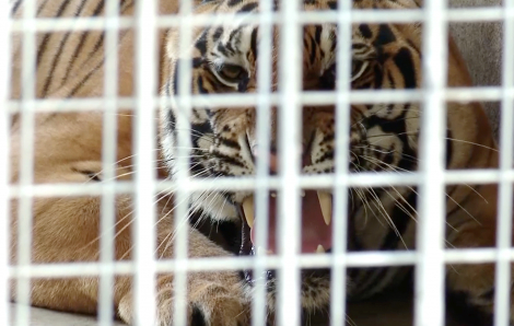 Vụ 17 con hổ nuôi trong nhà dân: Được giảm stress, ăn 6kg thịt mỗi ngày