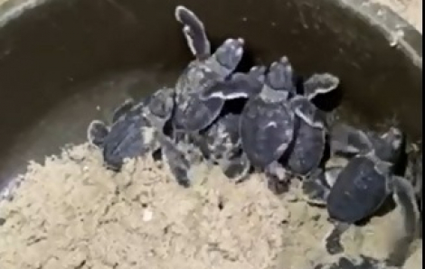 Clip: Tình nguyện viên hỗ trợ hơn 50 cá thể rùa biển "chào đời" thành công
