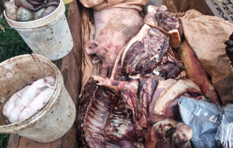 Xử lý nhiều đối tượng mua bán, giết mổ lợn bị dịch tả lợn châu Phi