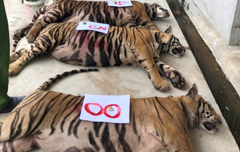 Một khu sinh thái nhận nuôi 9/17 con hổ còn sống ở Nghệ An với phí 20 triệu/ngày