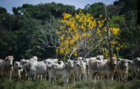 Brazil phát hiện 2 trường hợp bệnh bò điên không điển hình