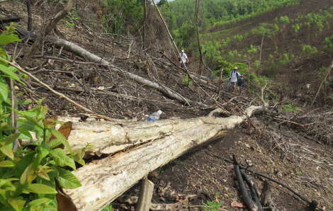 Nhiều cánh rừng tự nhiên ở Phú Yên bị chặt phá làm rẫy
