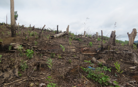 Phú Yên mở rộng điều tra các vụ phá rừng làm rẫy cách đây 10 năm