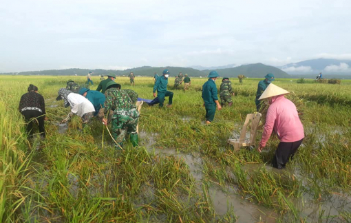 Hà Tĩnh: Bộ đội, công an giúp dân thu hoạch lúa chạy bão Côn Sơn