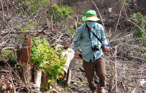 Tỉnh ủy Phú Yên chỉ đạo kiểm tra, xử lý các trường hợp phá rừng làm rẫy