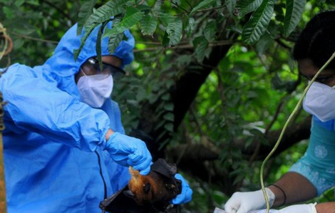 Chuyên gia y tế cảnh báo Nipah là loại virus đáng lo ngại