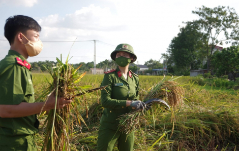 Hà Nội: Công an xuống ruộng gặt lúa giúp người dân vùng cách ly