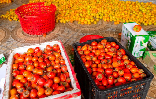 “Thủ phủ” hồng xứ Nghệ được mùa, thương lái tấp nập thu mua bất chấp dịch COVID-19