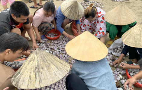 Người dân vùng biển Nghệ An đổ xô đi vớt “lộc trời” sau lũ