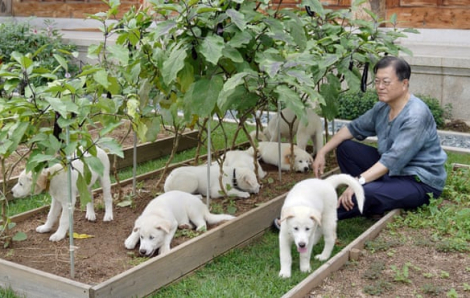 Tổng thống Hàn Quốc đề nghị cấm ăn thịt chó