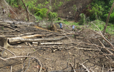 Bắt 2 đối tượng phá rừng tự nhiên ở Phú Yên