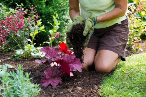 16 mẹo cần thiết cho người mới tập làm vườn