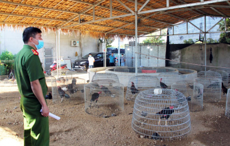 Thuê trang trại gà, lắp điều hòa để mở tụ điểm đánh bạc mùa dịch