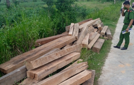 Phú Yên tạm đình chỉ công tác nhân viên bảo vệ rừng tàng trữ trái phép 155 khúc gỗ