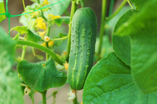 12 loại rau cho người tập làm vườn
