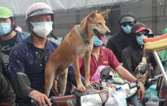 Tài sản trên những chiếc xe máy “cùi bắp” vượt ngàn cây số về quê