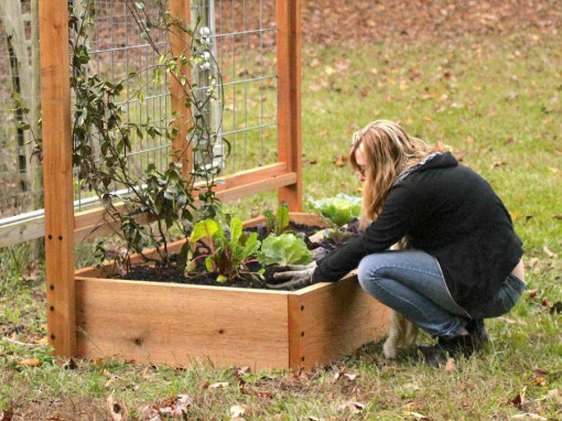 Đơn giản hóa thời gian chăm sóc với việc tạo luống trong vườn