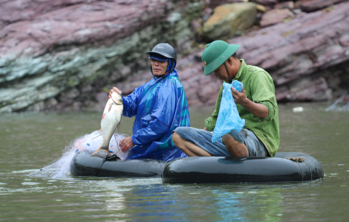 Hồ Kẻ Gỗ dừng xả lũ, dân thả lưới bắt cá khủng