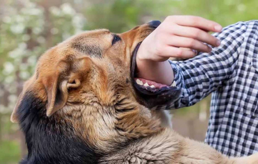 Bị chó cắn nhưng không tiêm phòng, 2 năm sau bệnh nhân sợ nước, sợ gió và tử vong