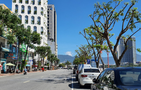 Đà Nẵng: Mùa nắng đi cắt tỉa cây, mùa mưa thì cắt trọc