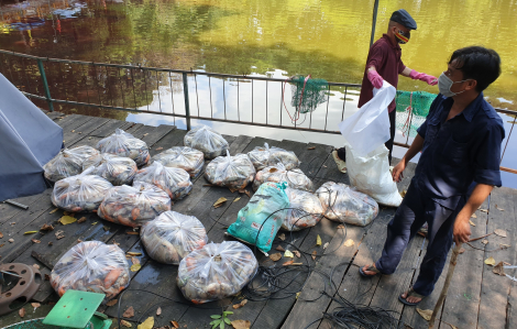 Khoảng 2 tấn cá chết nổi trắng hồ trong công viên Hoàng Văn Thụ