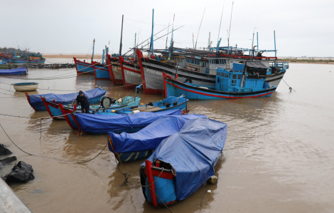 Phú Yên: Tôm hùm chết nhanh vì "sốc nước ngọt", thiệt hại hàng tỷ đồng