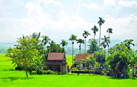 Truyện ngắn - Mùa cau đắng