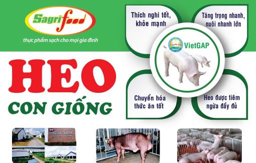 Heo con giống 3 máu nuôi thịt - Sagrifood