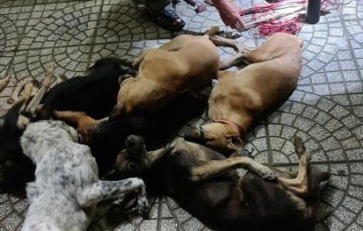 Tuần tra chống đua xe, cảnh sát giao thông bắt kẻ trộm chó