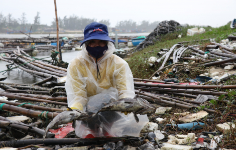 Phú Yên: Mưa lớn, cá lồng nuôi chết hàng loạt do sốc nước ngọt, gây thiệt hại nặng