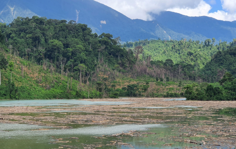 Quảng Nam: Thêm một vụ phá rừng có dấu hiệu hình sự ở huyện Phước Sơn