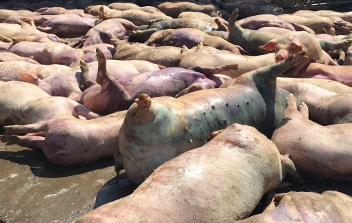 Hàng loạt xác lợn chết vương vãi Quốc lộ 1A, nguy cơ lây lan dịch bệnh