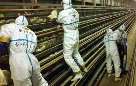 Nhật phát hiện đợt bùng phát dịch cúm gia cầm đầu tiên trong mùa, tiêu hủy khoảng 143.000 con gà