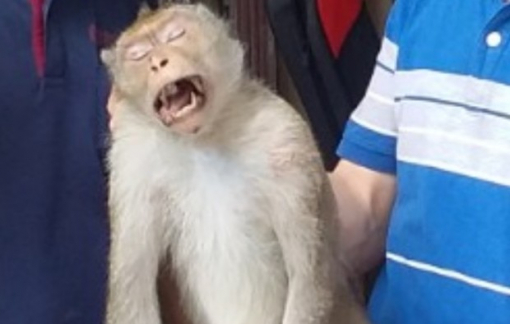Khỉ đuôi dài, cụt chân tấn công người ở quận 12