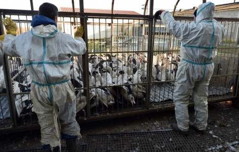 Nhật phát hiện chủng H5N8 trong đợt bùng phát cúm gia cầm lần thứ 3
