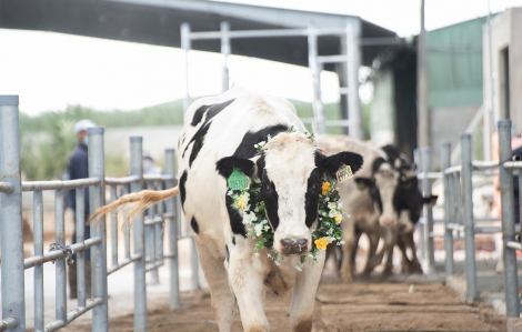Nutifood tạo đột phá mới với sữa tươi từ bò ăn thảo dược