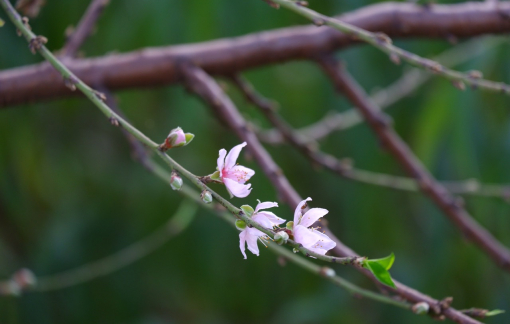 Hà Nội: Chưa đến Tết, đào đã được bán trên phố
