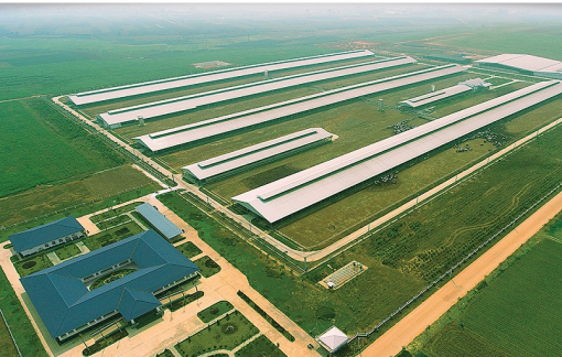 Vinamilk: 15 năm xây dựng hệ thống trang trại bò sữa tiêu chuẩn quốc tế