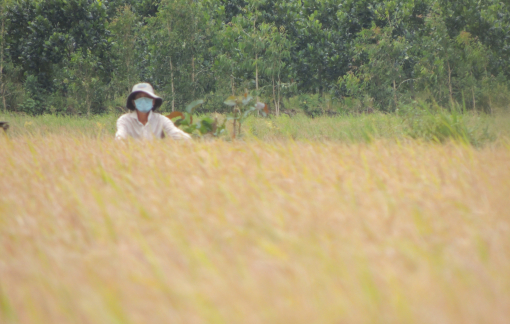 “Không để thương lái ép giá nông sản của người dân”