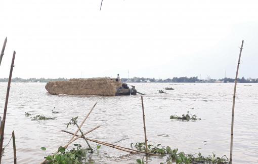 Đồng bằng sông Cửu Long: Triều cường đang lên nhanh hơn dự báo