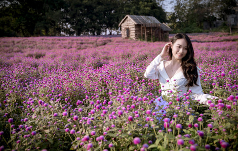 Người Hà Nội thích thú "check - in" với cánh đồng hoa bách nhật tím