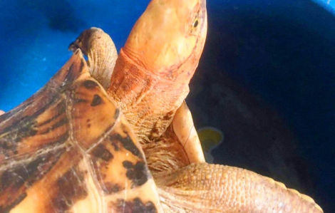 Huế phát hiện cá thể rùa vàng quý hiếm đi lạc vào nhà dân