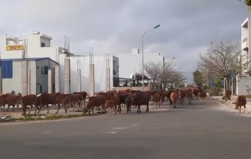 Bò thả rông khắp phố, Đà Nẵng sẽ ra nghị quyết cấm