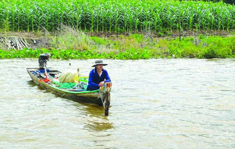 Khi Đồng bằng sông Cửu Long thích ứng linh hoạt với hạn, mặn