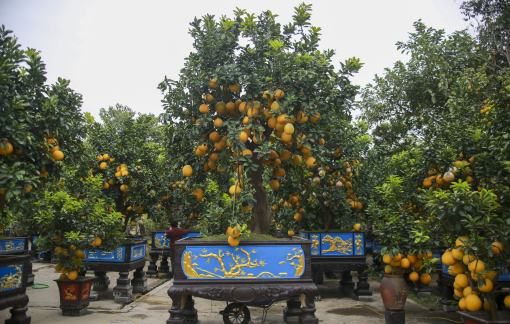 Vườn bưởi cảnh tiền tỷ vào vụ Tết: Gốc to hàng trăm triệu đồng vẫn nhiều người mua