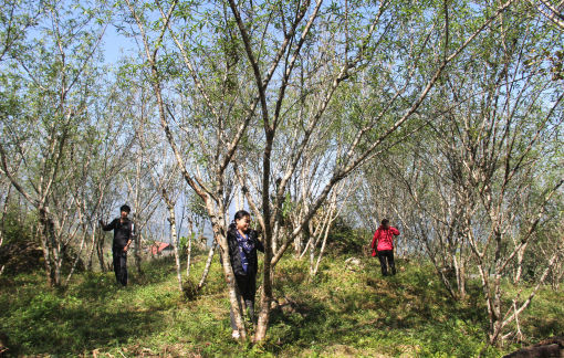 Dân bản phất lên nhờ trồng đào rừng phục vụ “dân phố” chơi Tết