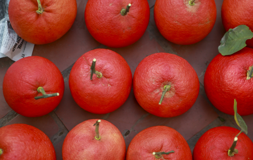 Kiếm tiền tỷ nhờ trồng bưởi vỏ đỏ như son