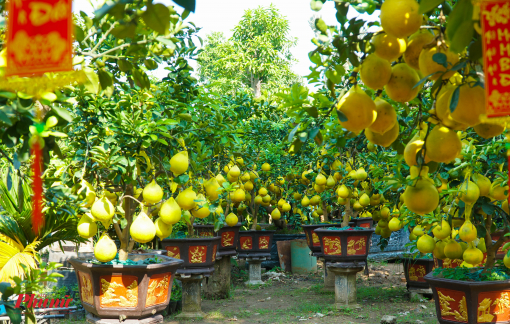 Bưởi diễn xuống phố, vàng ửng cả tuyến đường