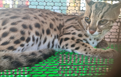 Bắt đối tượng mua bán động vật hoang dã, quý hiếm số lượng lớn